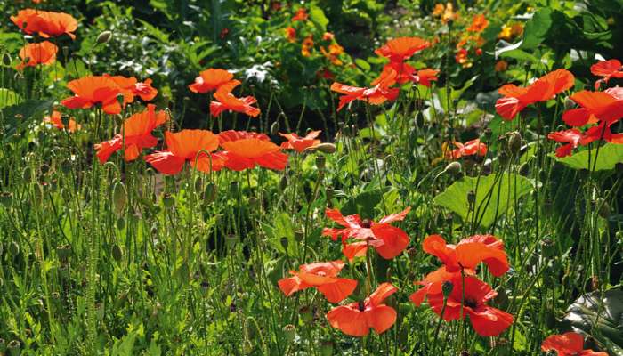 Cueillette sauvage : le coquelicot