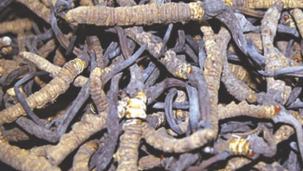 cordyceps