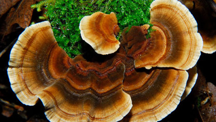 champignon coriolus versicolor