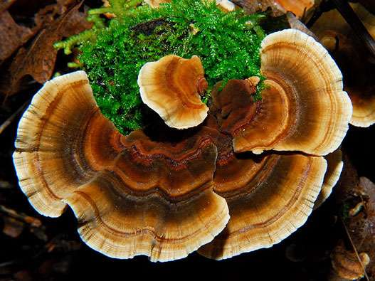 champignon coriolus versicolor