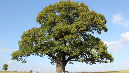 L'Oak - Elixir de chêne - pour rétablir son équilibre