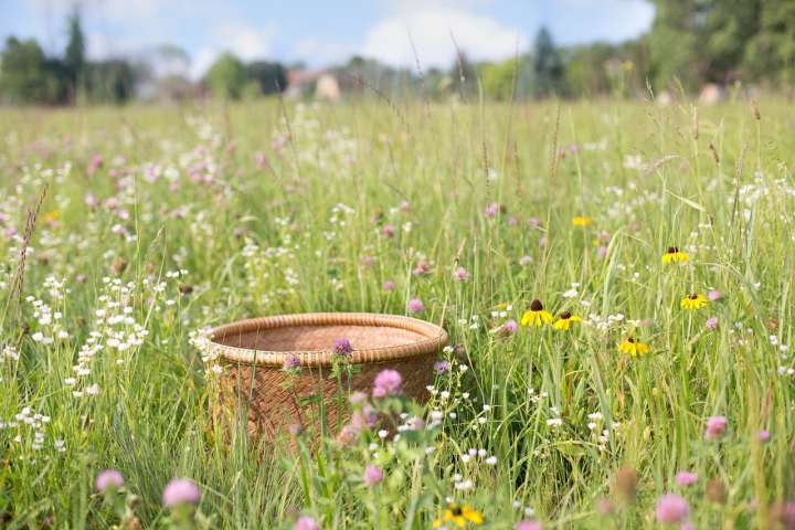 Pissenlit, ortie, ail des ours : top départ pour une cueillette gourmande !