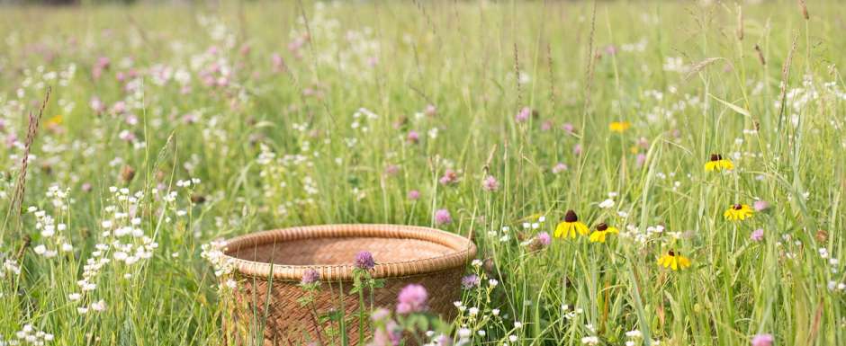 Pissenlit, ortie, ail des ours : top départ pour une cueillette gourmande !