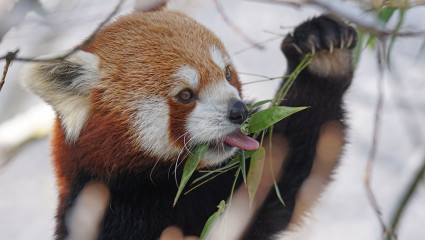 Les animaux aussi ont recours aux  plantes pour leur santé.