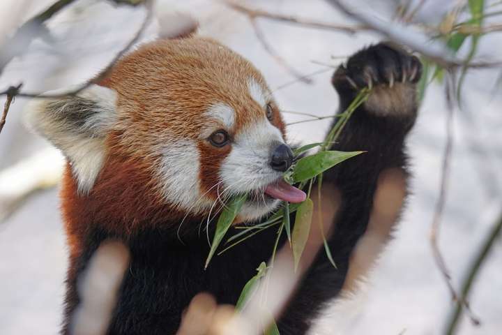 Les animaux aussi ont recours aux  plantes pour leur santé.