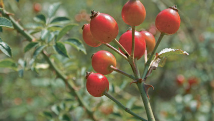 Plante médicinale : Le cynorrhodon, le fruit du froid