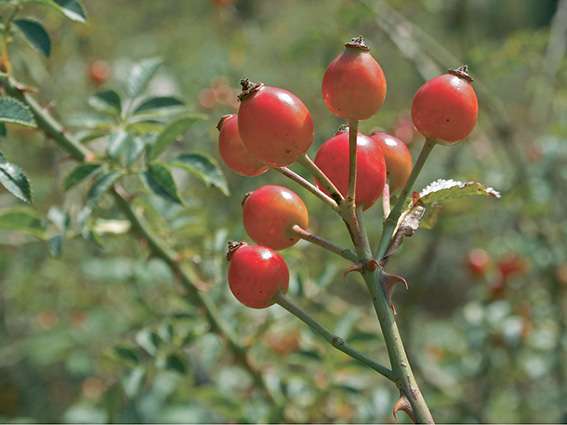 Plante médicinale : Le cynorrhodon, le fruit du froid