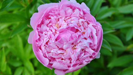 La rose de Damas, employée en collyre lutte efficacement contre les inflammations oculaires sévères et les irritations chroniques de l’œil.