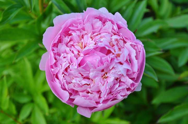 La rose de Damas, employée en collyre lutte efficacement contre les inflammations oculaires sévères et les irritations chroniques de l’œil.