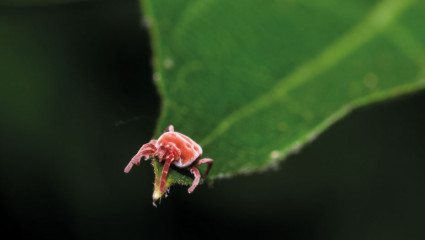 Déjouer la maladie de Lyme avec l'aromathérapie