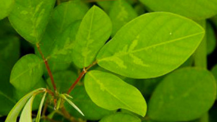 desmodium