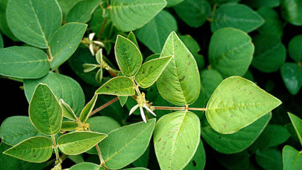 Desmodium