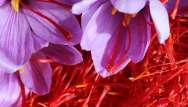 Le safran : or rouge contre le cancer