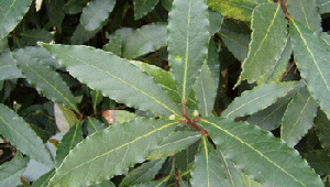 Laurier (Laurus nobilis)