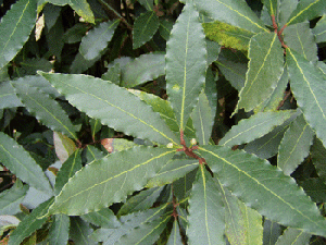 Laurier (Laurus nobilis)