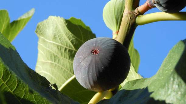 Les bienfaits et propriétés de la figue (ficus carica)