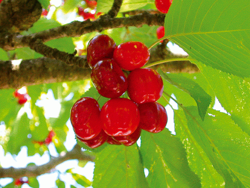 Plantes médicinales : Les fruits rouges fouettent le sang