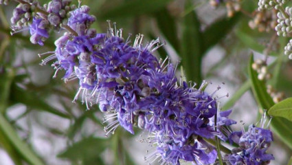 Plantes pour soulager le syndrome prémenstruel