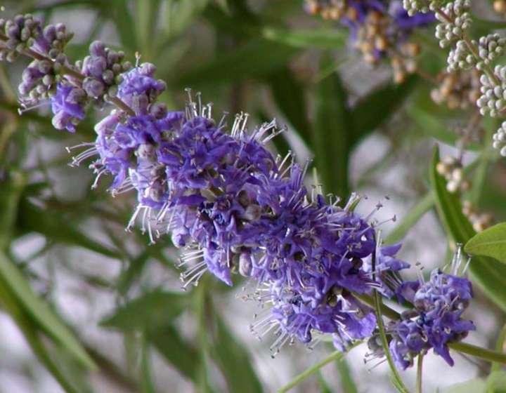 Plantes pour soulager le syndrome prémenstruel