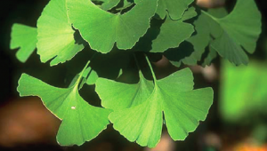 Le Ginkgo Biloba - symbole de longévité