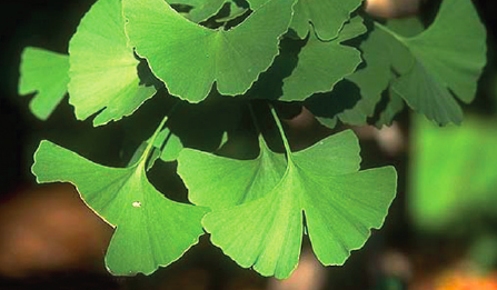 Le Ginkgo Biloba - symbole de longévité