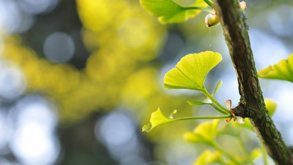 gingko biloba