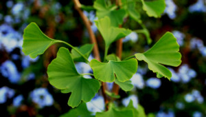 En règle générale, on récolte les feuilles de ginkgo au moment où les premières feuilles commencent à jaunir.