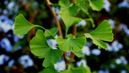 En règle générale, on récolte les feuilles de ginkgo au moment où les premières feuilles commencent à jaunir.