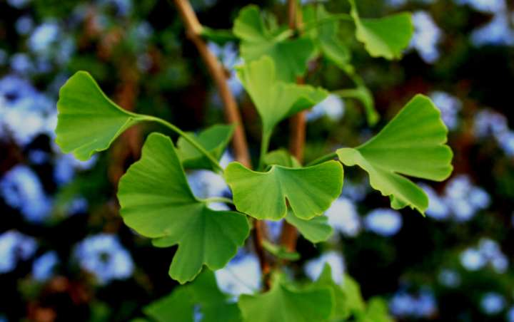 En règle générale, on récolte les feuilles de ginkgo au moment où les premières feuilles commencent à jaunir.