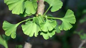 Le Ginkgo biloba est susceptible au bout de six à huit semaines d’améliorer de façon significative la vision lointaine des sujets atteints de DMLA.