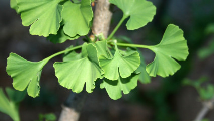 Le Ginkgo biloba est susceptible au bout de six à huit semaines d’améliorer de façon significative la vision lointaine des sujets atteints de DMLA.