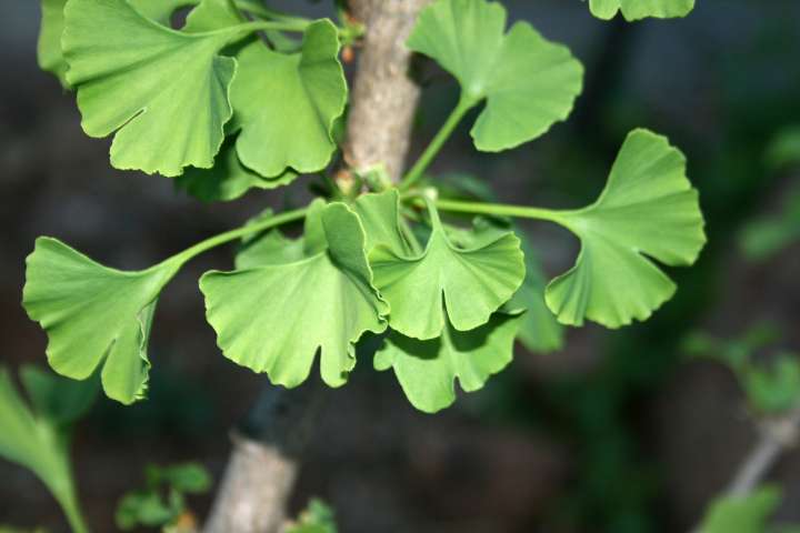 Le Ginkgo biloba est susceptible au bout de six à huit semaines d’améliorer de façon significative la vision lointaine des sujets atteints de DMLA.