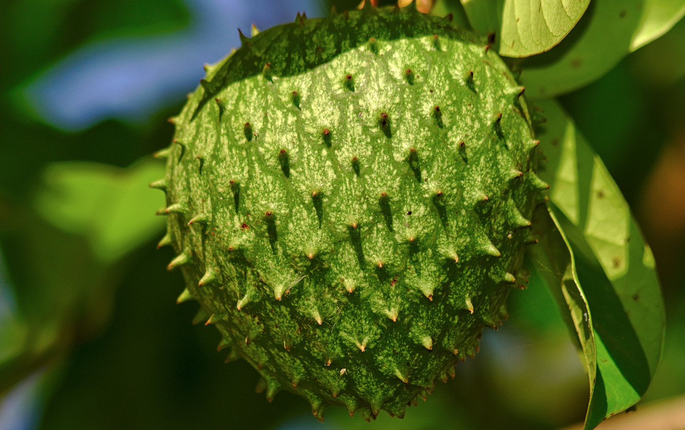 Guanabana cancer