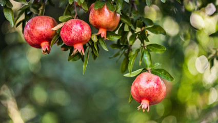 Grenade (Punica granatum)