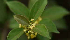 gymnema-sylvestris-plantes-et-sante.fr