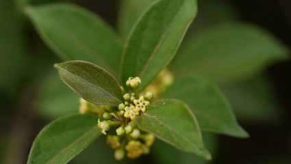 Gymnema sylvestris