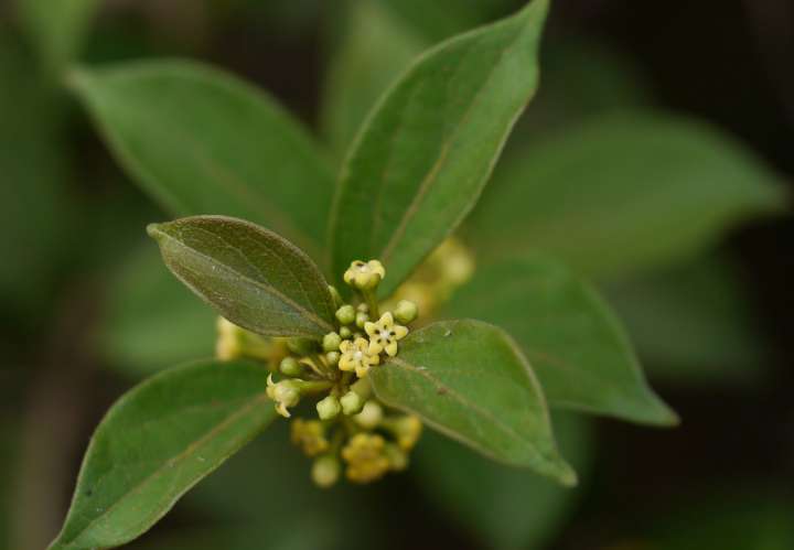 gymnema-sylvestris-plantes-et-sante.fr