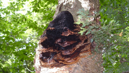 chaga