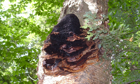 chaga