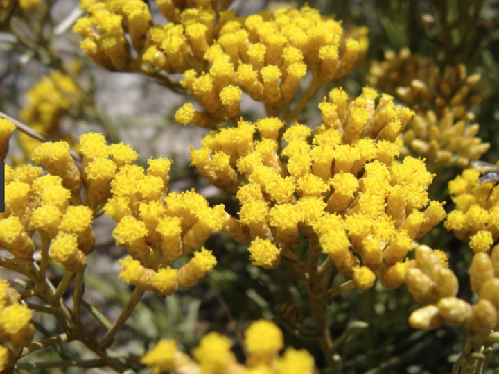 Hélichryse corse (immortelle) - Cosmétique et anti-hématome- Plantes et  Santé