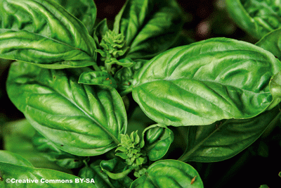 Plantes médicinales : Les herbes aromatiques, un vrai brin de fraîcheur