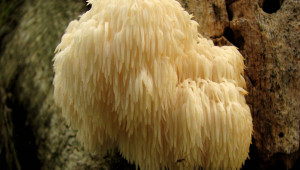 hericium erinaceus