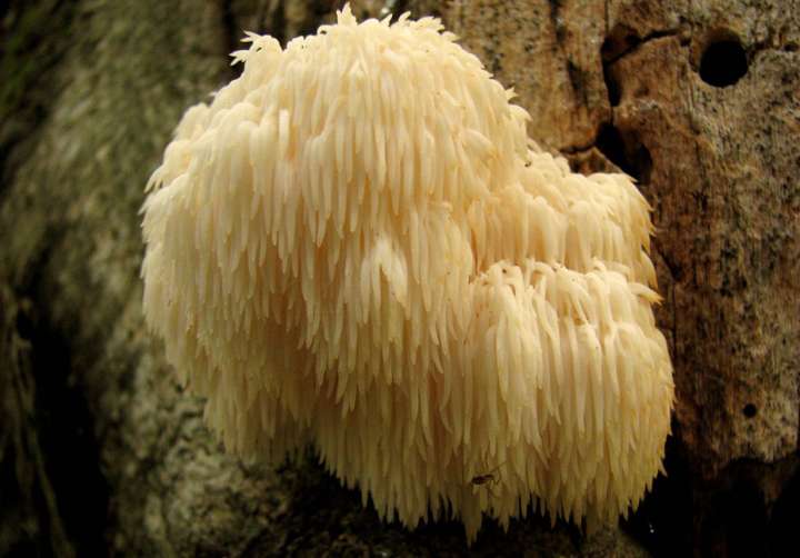 hericium erinaceus