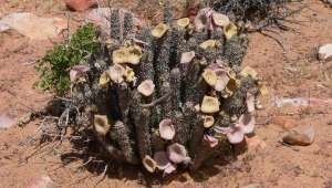 Le hoodia, coupe-faim naturel consommé par les San du désert du Kala­hari suscite des convoitises.