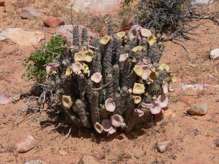 Le hoodia, coupe-faim naturel consommé par les San du désert du Kala­hari suscite des convoitises.