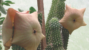 Hoodia gordonii, la plante grasse qui fait maigrir