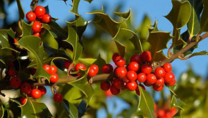 Le houx (Ilex aquifolium)