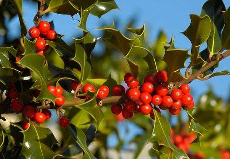 Le houx (Ilex aquifolium)