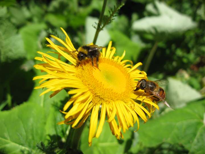 Robuste plante vivace atteignant parfois 2 mètres, l'aunée se distingue par ses capitules jaunes larges de 6 à 8 centimètres.