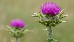 Phytothérapie : dépolluer son organisme